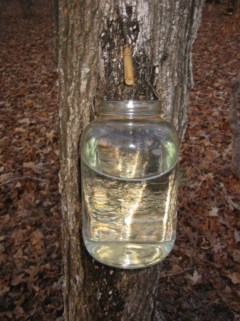 Sugaring…or How we Make Our Maple Syrup