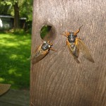 Cicadas.  A rare white eyed cicada.