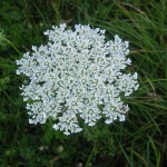 Queen Anne's Lace