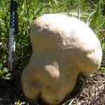 Puffball mushroom