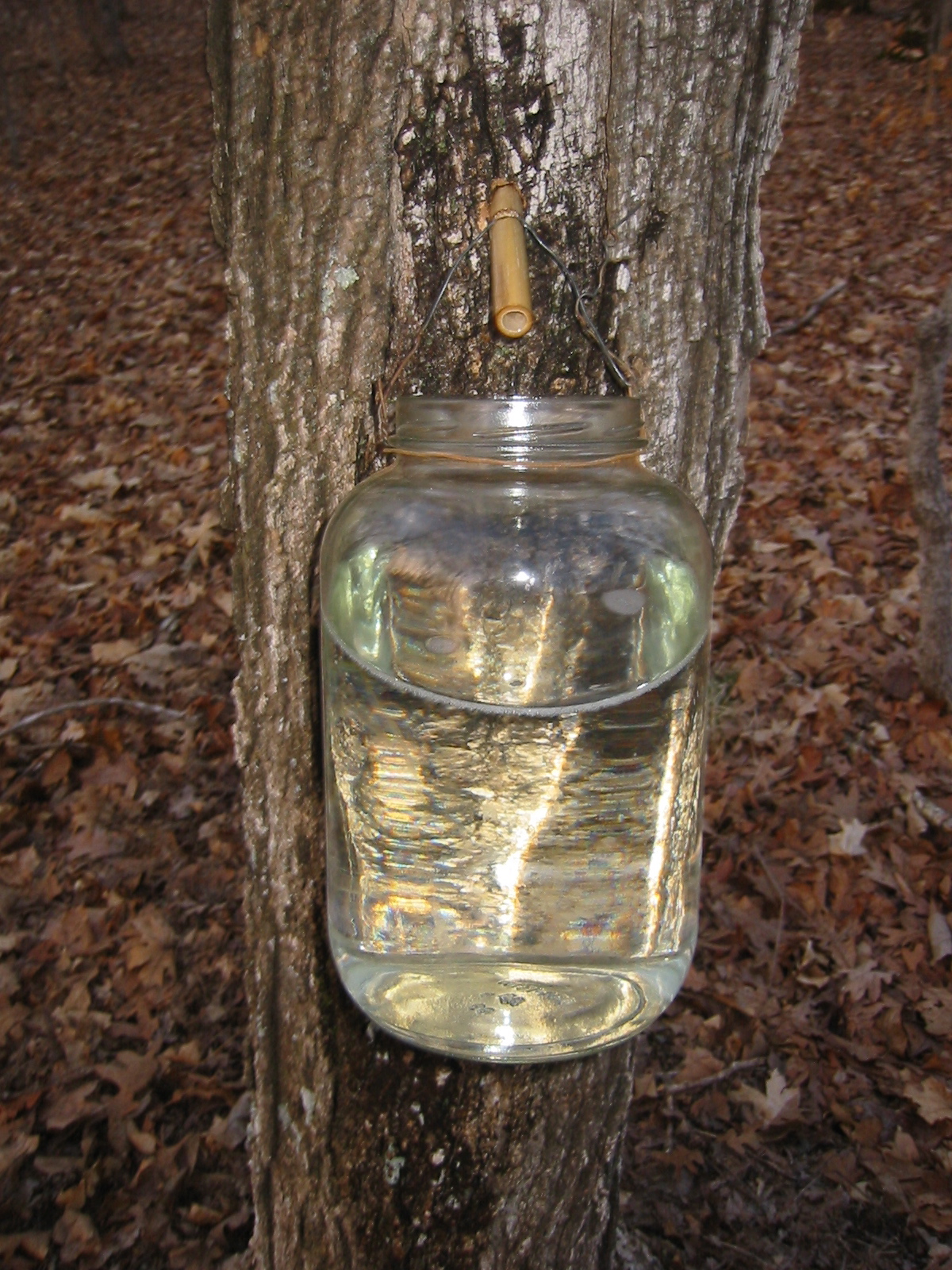 Sugaring or How We Make Our Maple Syrup