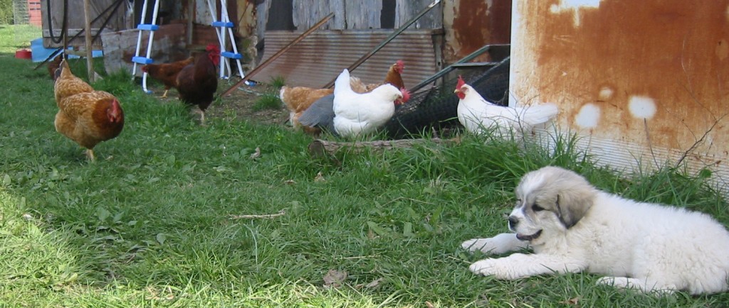 Chicken guard outlet dog