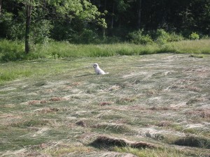 Monitoring the tree line.