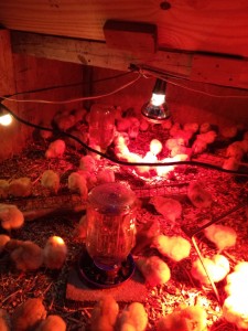 First day in the brooder. 