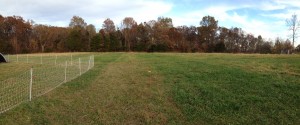 Green strips of fertilized pasture. 