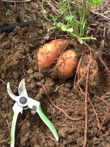 Nice harvest! (and a giant worm!)