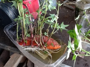 Half a sweet potato with lots of slips ready to be picked.