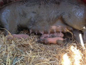 A little mud never hurt anyone! Especially if you are a pig.  The pigs will get iron from the dirt so we don't need iron shots. 