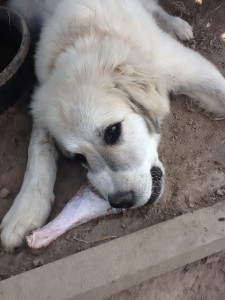 She loves a good turkey leg. 