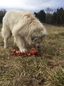 Great hot sale pyrenees feeding