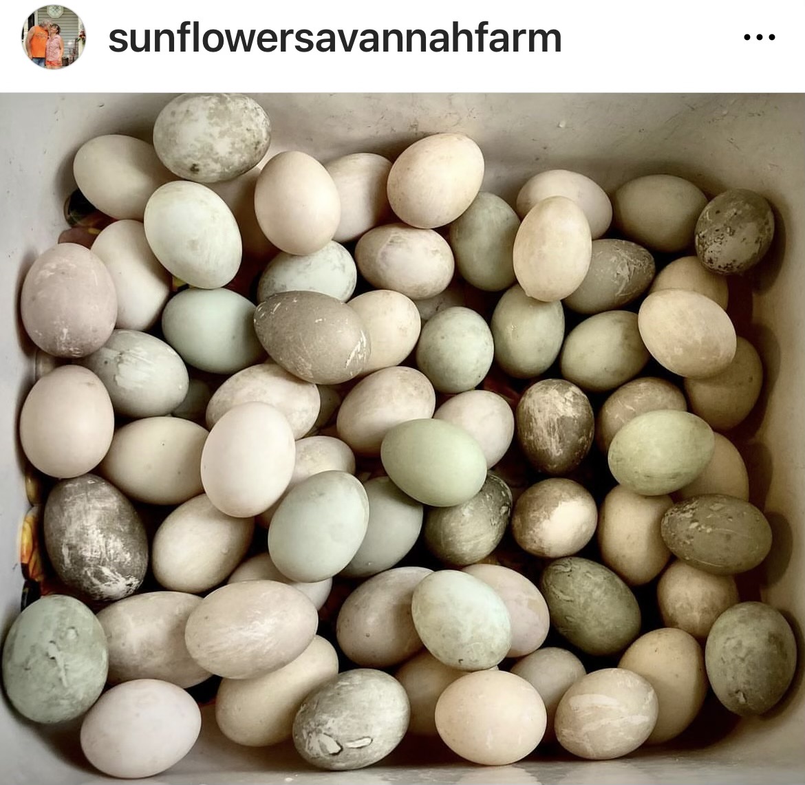 Duck Eggs