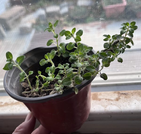 Oregano Plant