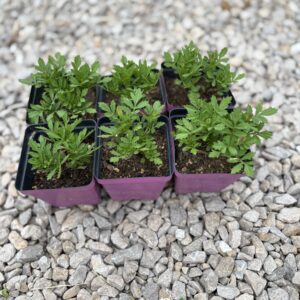 Marigold Plant