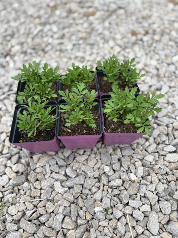 Marigold Plant